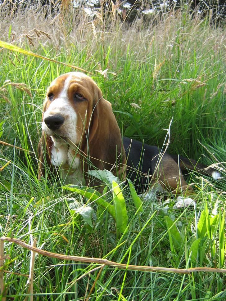 Basset hound * Nanna * billede 6