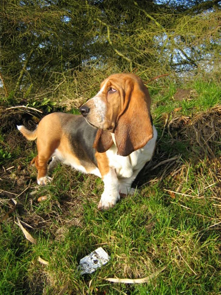 Basset hound * Nanna * billede 7