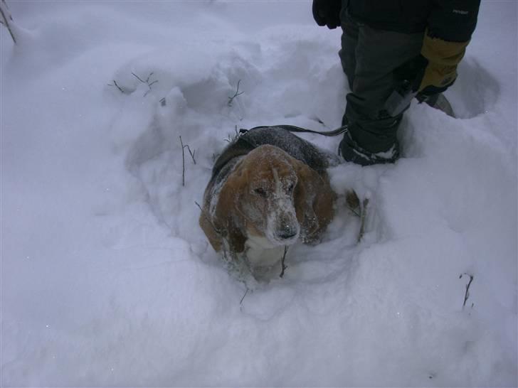 Basset hound * Nanna * billede 8