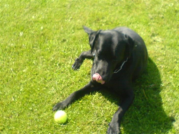 Labrador retriever Silas billede 10