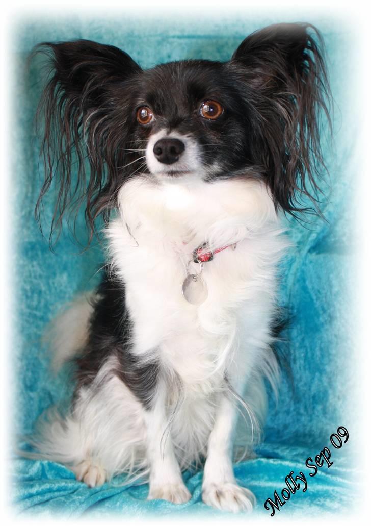 Papillon Molly - Velkommen til Molly´s profil. billede 1