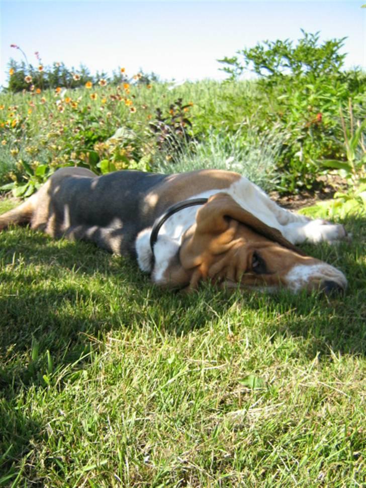 Basset hound * Nanna * billede 9