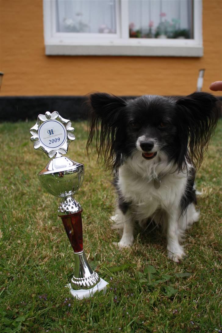 Papillon Molly billede 2