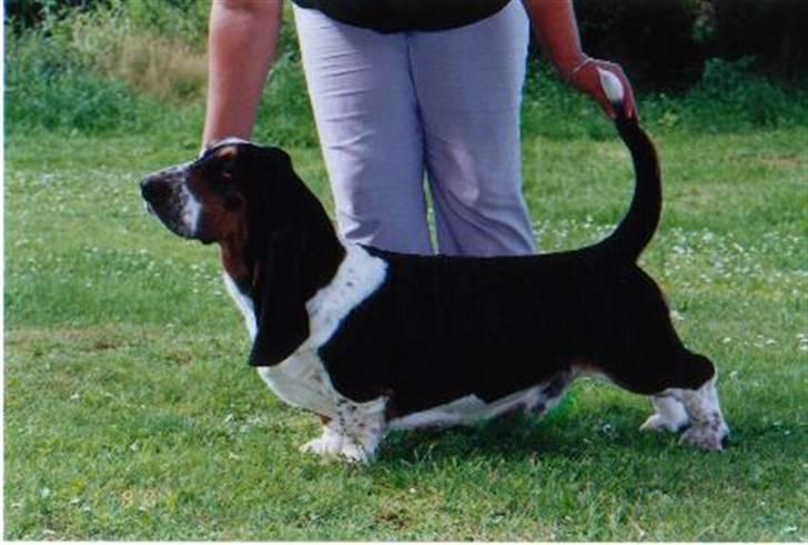 Basset hound * Nanna * - Min far - Huriah Hip billede 10