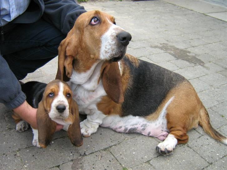 Basset hound * Nanna * - Mig og Min mor : Bassernes Dina billede 11