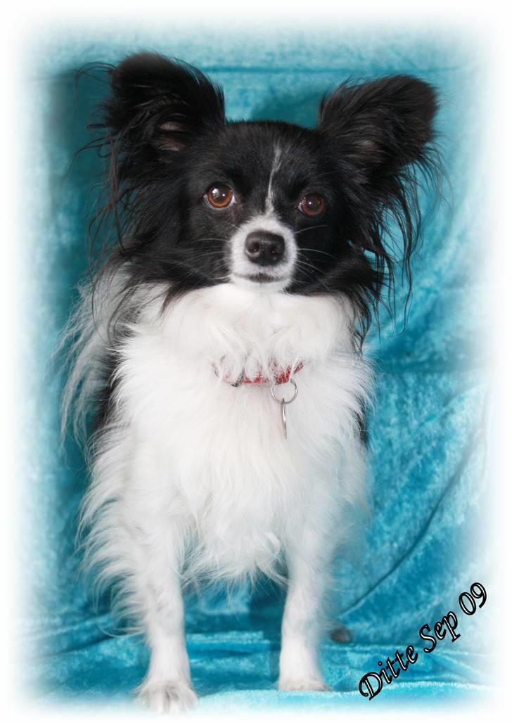 Papillon Ditte - Velkommen til Ditte´s profil. billede 1