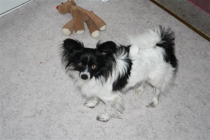 Papillon Ditte - Hej billede 2