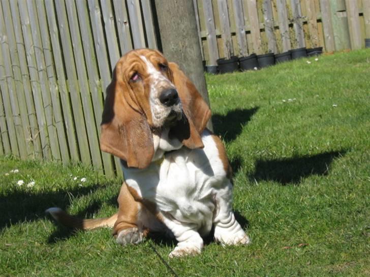 Basset hound * Nanna * - - what are you doing over there????? billede 12