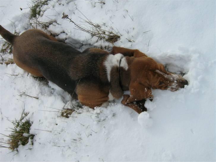 Basset hound * Nanna * - Hiiihaaa - det er skægt det her ;) billede 13