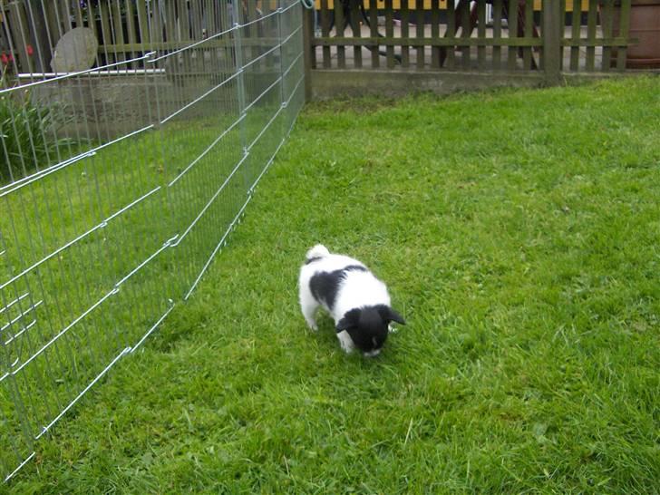 Papillon Ditte - På havevandring billede 3