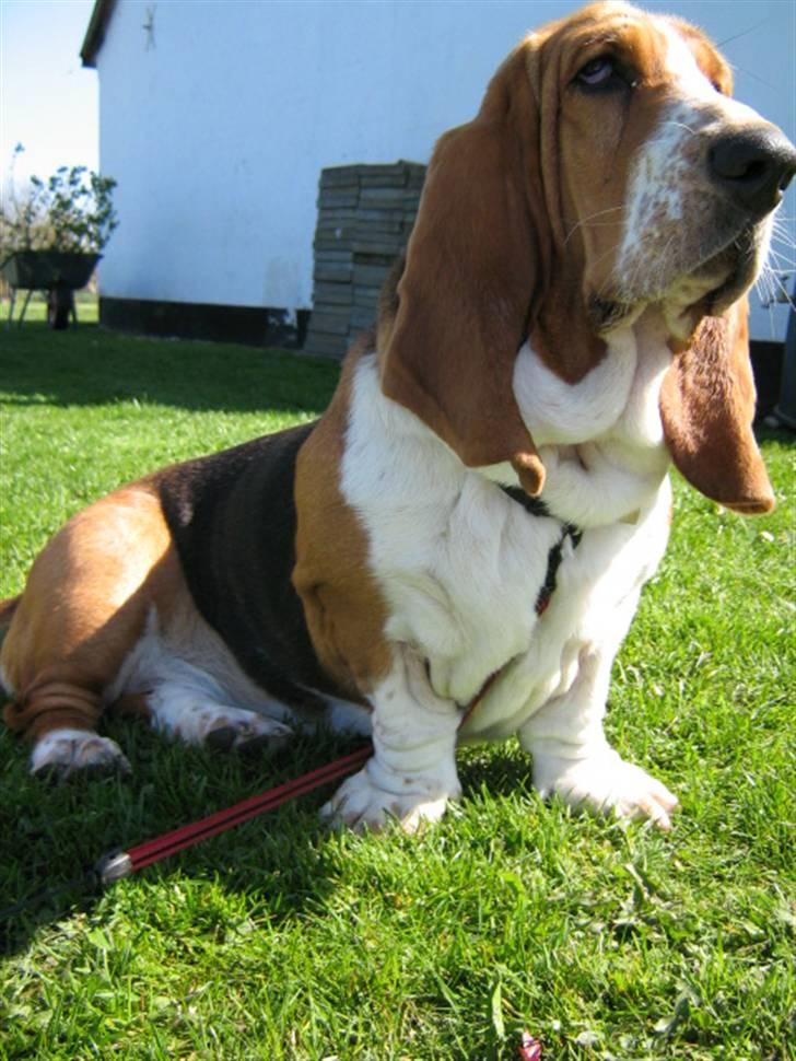 Basset hound * Nanna * billede 14