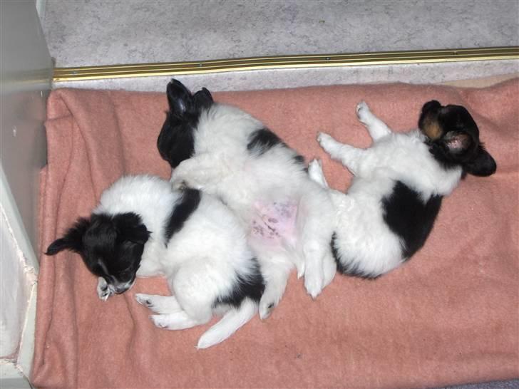 Papillon Ditte - Sengetid sammen med mine brødre billede 4