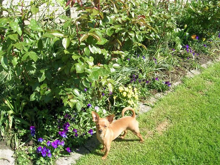 Prazsky krysarik Caramelka - Se mig jeg er da lige så fin som blomsterne billede 8