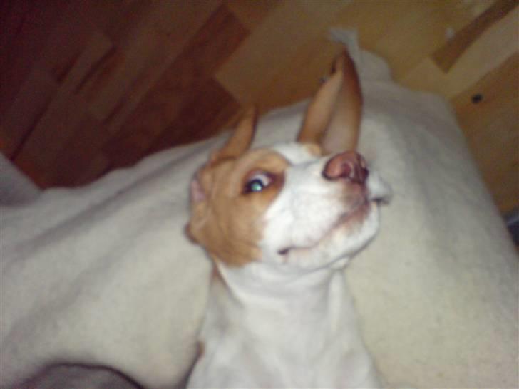 Beagle Fonzo - Men stadig lige så fræk (hvis ikke mere fræk end før! :) ) billede 18