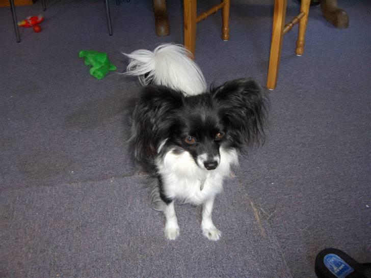 Papillon Molly billede 3