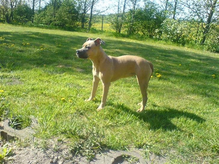 Amerikansk staffordshire terrier Tigi billede 12