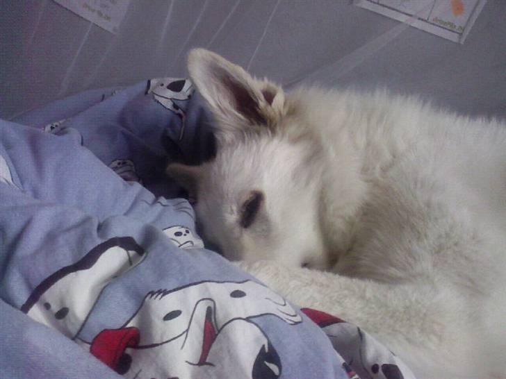 Hvid schæfer Lady billede 7