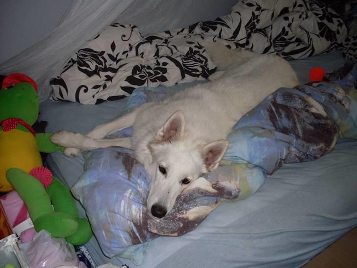 Hvid schæfer Lady billede 9