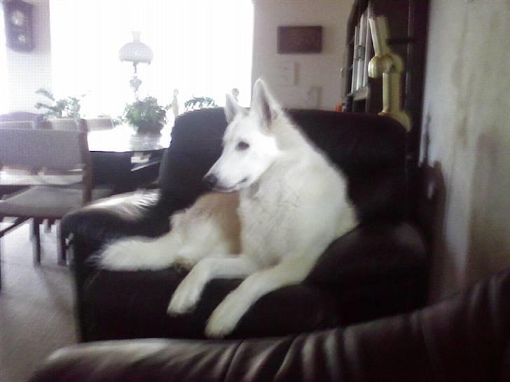 Hvid schæfer Lady billede 10