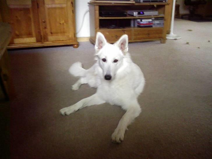 Hvid schæfer Lady billede 11