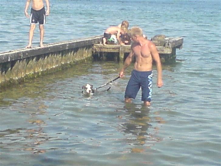 Amerikansk staffordshire terrier LunA billede 12