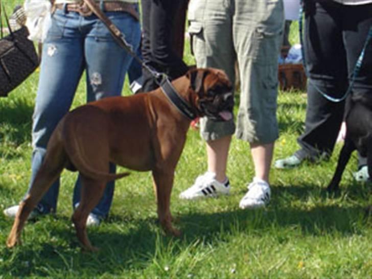 Boxer Aron R.I.P billede 9