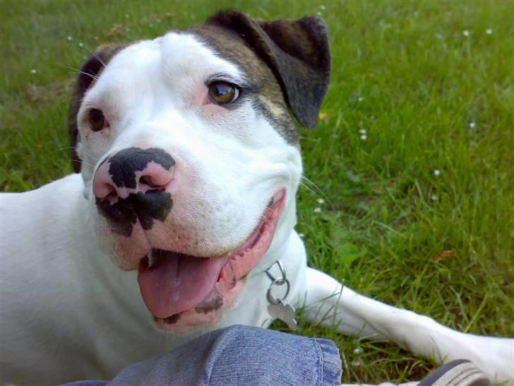 Amerikansk bulldog Maggie - 10/06-07 billede 8