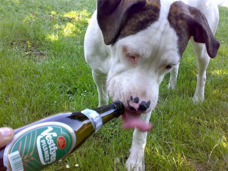 Amerikansk bulldog Maggie - 10/06-07 billede 9