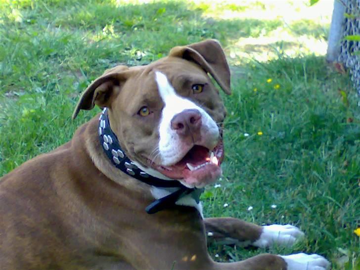 Amerikansk bulldog T-bone - 10/06-07 billede 10
