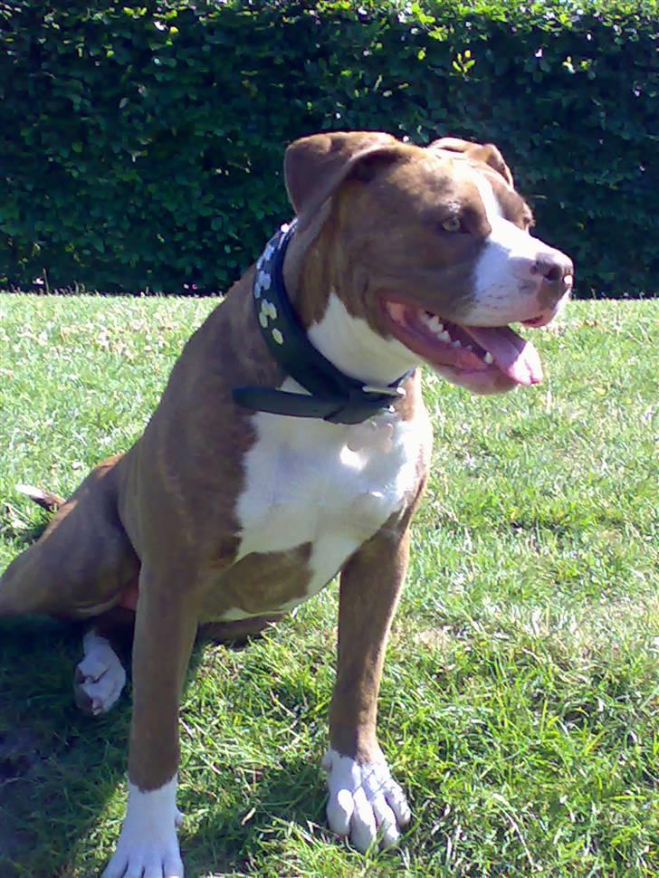 Amerikansk bulldog T-bone - 10/06-07 billede 11