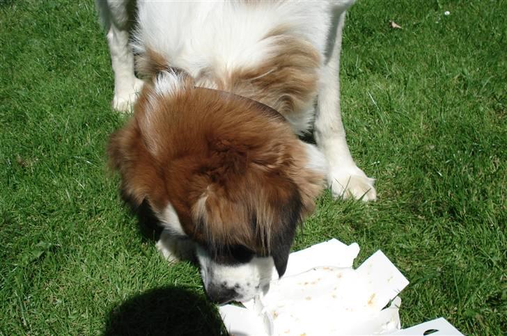 Sankt bernhardshund Mille - se hva jeg fik ! billede 9