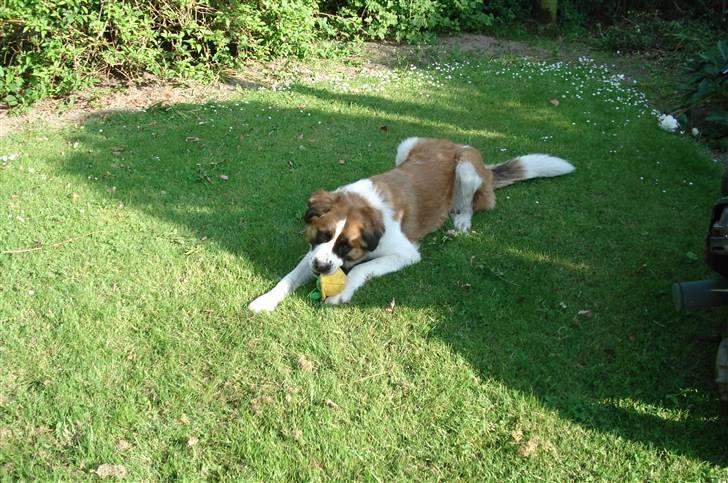 Sankt bernhardshund Mille - Min bamse er vild. Den skal lige holdes i ørerne. billede 10