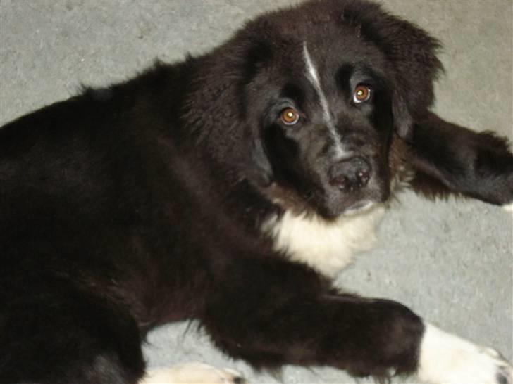 Newfoundlænder Troja billede 7