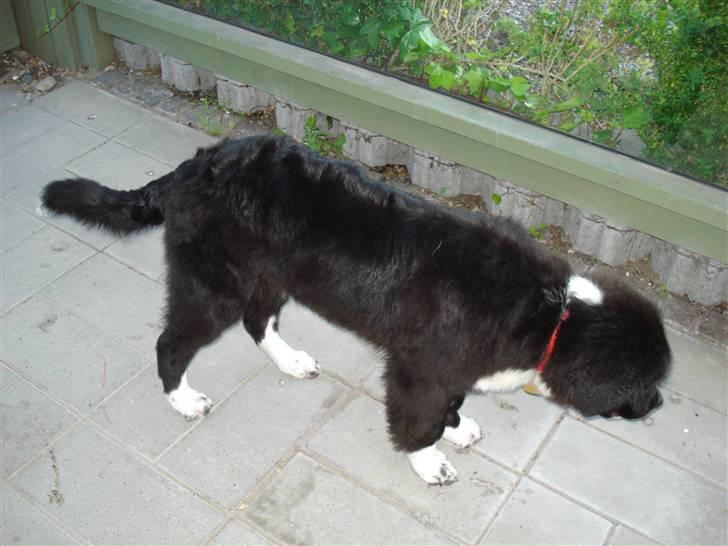 Newfoundlænder Troja billede 8