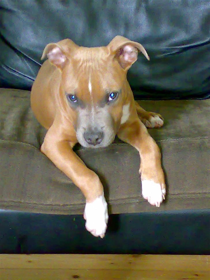 Amerikansk staffordshire terrier Kovu billede 6