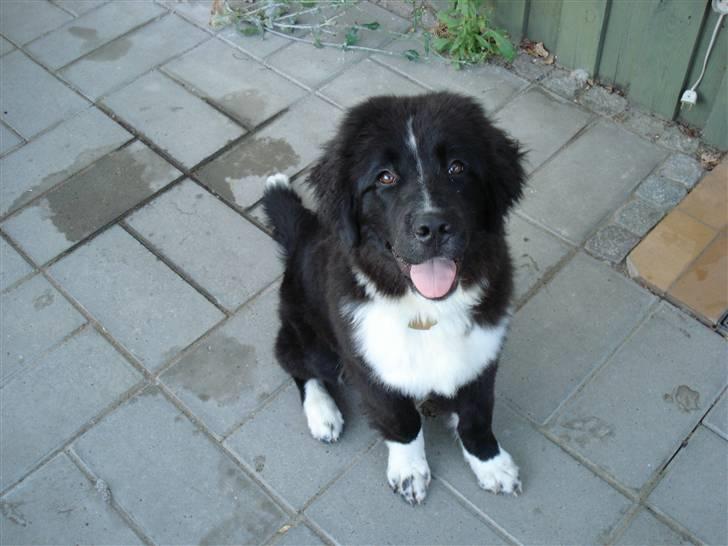 Newfoundlænder Troja billede 9