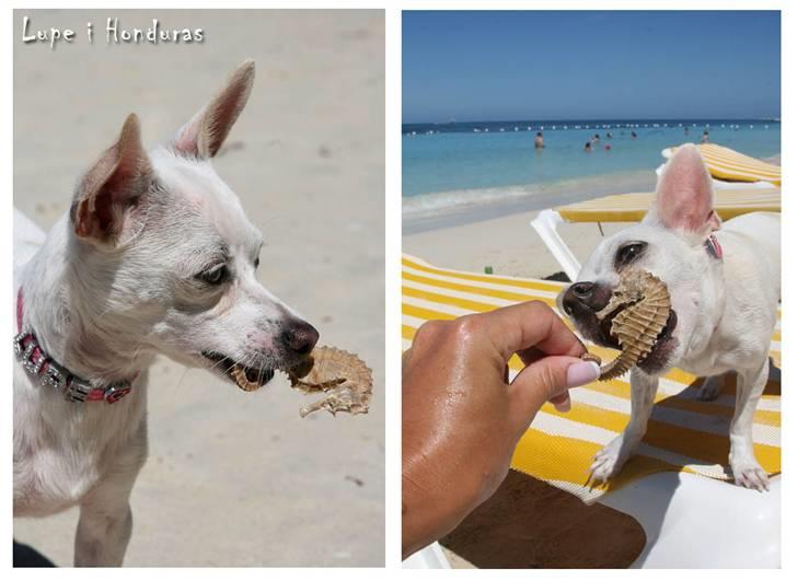 Chihuahua Guadalupe (Lupe) - Lupe er viiild med søhest!  Roatan, Honduras, marts 2008 billede 14