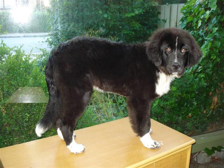 Newfoundlænder Troja billede 10