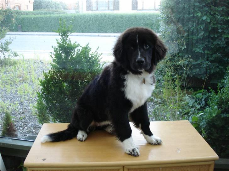 Newfoundlænder Troja billede 11