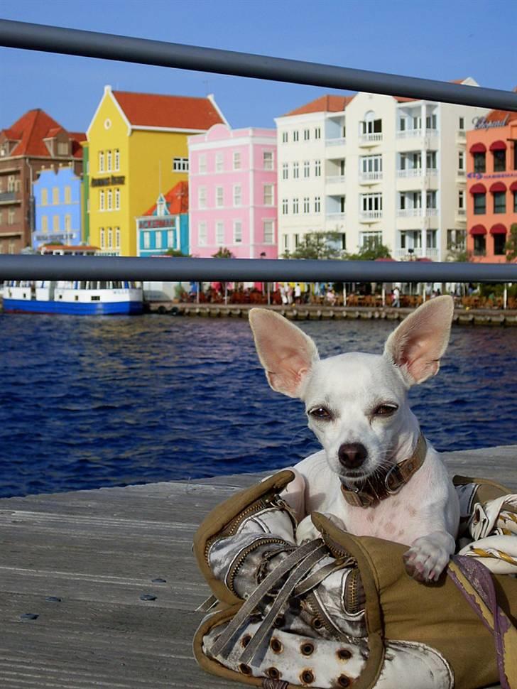Chihuahua Guadalupe (Lupe) - Lupe på Pontonbroen i Willemstad på Curacao, De Hollandske Antiller. Juli 2008 billede 15