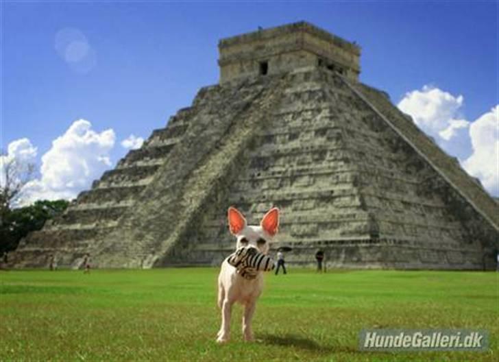 Chihuahua Guadalupe (Lupe) - Lupe foran Chichen Itza på Yucatan halvøen i Mexico. Januar 2008 billede 16
