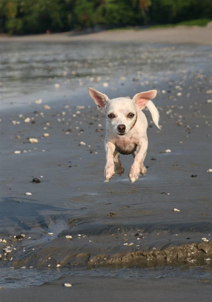 Chihuahua Guadalupe (Lupe) - Lupe i fuld firspring på Playa Samara i Costa Rica, Maj 2008 billede 17