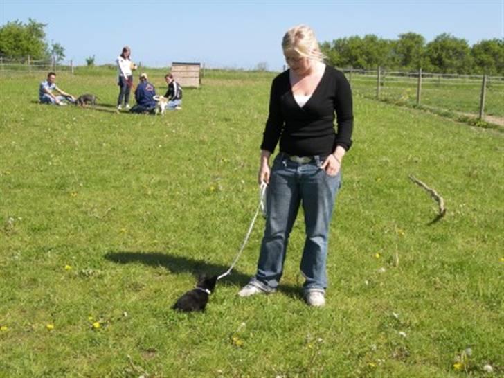 Blanding af racer Leeloo - Hundetræning, hun kan ikke så meget deroppe, men hun hygger sig:) billede 2