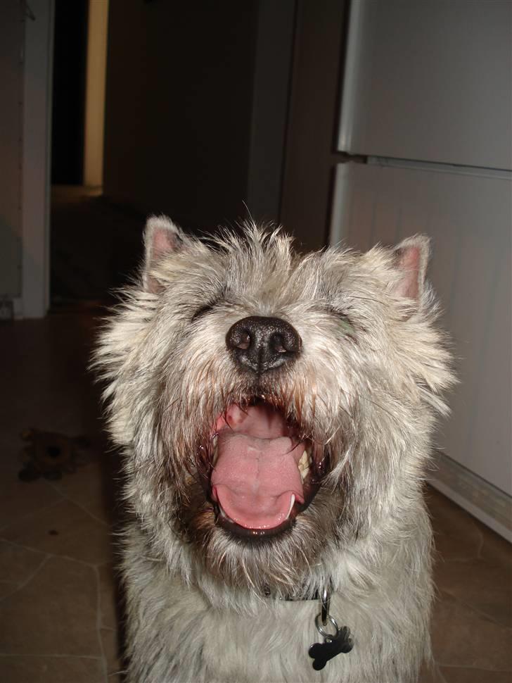 Cairn terrier Zacho billede 15