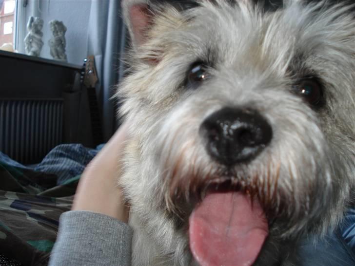 Cairn terrier Zacho billede 17