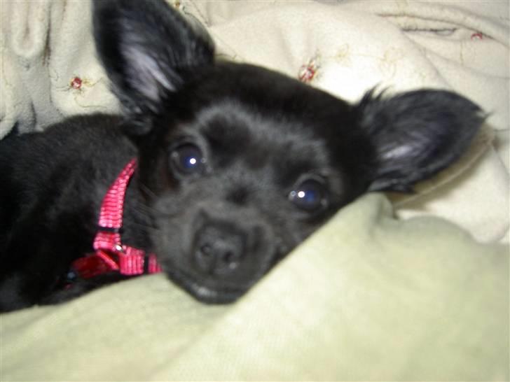 Blanding af racer Leeloo - Min pige, 16 uger, ligger og putter, og hun har endelig fået strit-øre:) billede 4