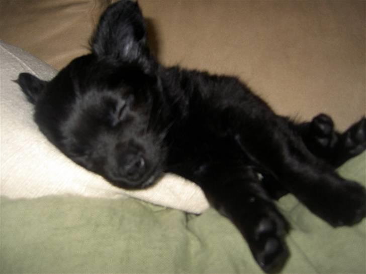 Blanding af racer Leeloo - Lille pigen putter på sofaen billede 5