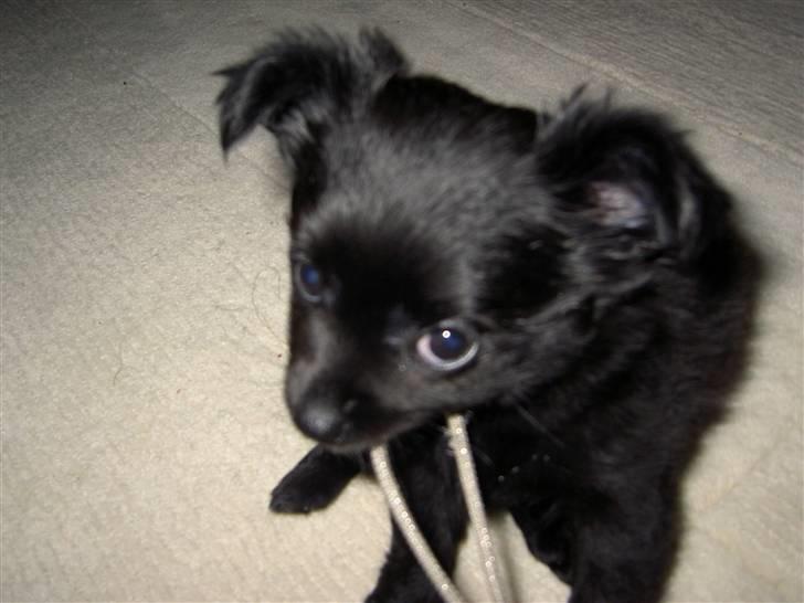 Blanding af racer Leeloo billede 6