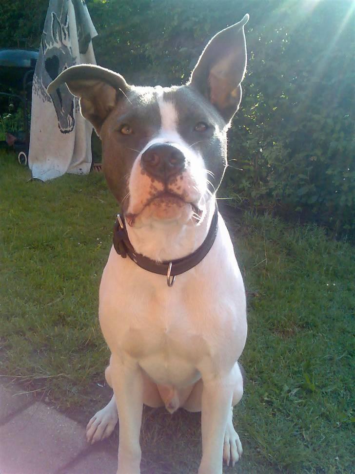 Amerikansk staffordshire terrier Kenzo (har fået nyt hjem) billede 13