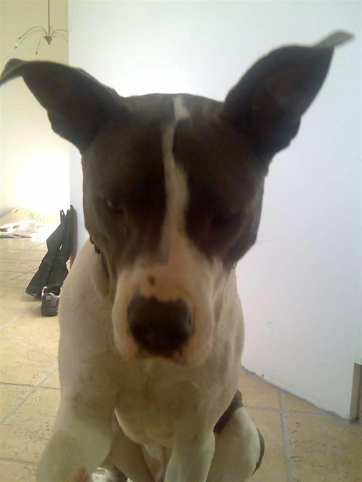 Amerikansk staffordshire terrier Kenzo (har fået nyt hjem) billede 14